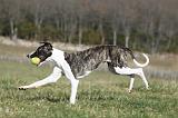 WHIPPET 340